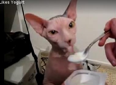 Meo cung thich yogurt hinh anh