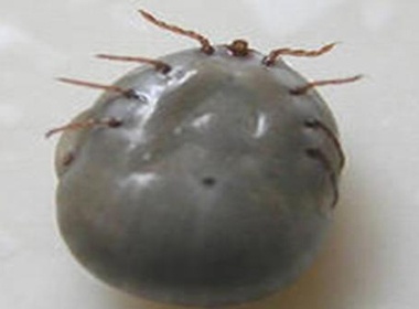 Bo la can chet nguoi hinh anh