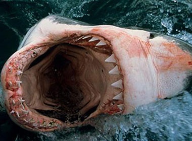 Tim thay thi the nguoi trong bung ca map hinh anh