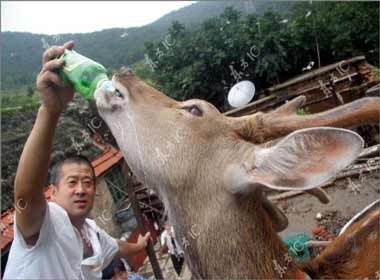 Huou nghien bia hinh anh