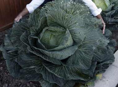 Bap cai nang 36,2 kg hinh anh