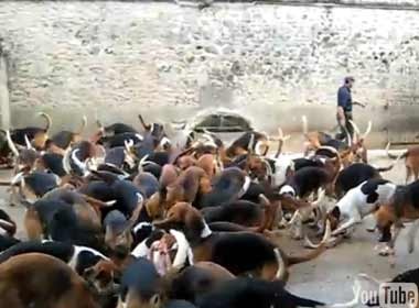 Cho 120 chu cho an cung mot luc hinh anh
