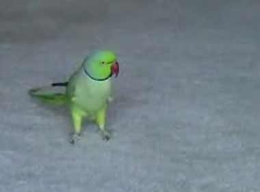 Clip vui: Con vet tinh khon hinh anh