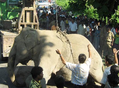 Tau hoa dam chet 7 con voi rung hinh anh