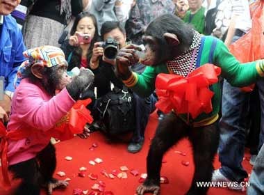 Ngo nghinh nhung le cuoi cua loai vat hinh anh