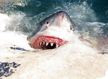 Can canh ca map trang 'xoi thit' ca voi hinh anh