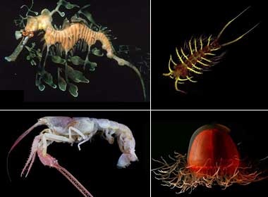 Phat hien nhieu sinh vat bien moi tuyet dep hinh anh