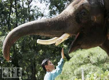 Gap chu voi biet noi tieng Han hinh anh