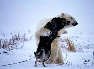 Gau bac cuc va cho keo xe tu thu thanh ban hinh anh