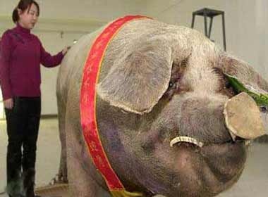 Nhung 'ga' khong lo trong the gioi dong vat hinh anh