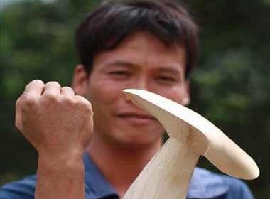 Cay nam khong lo hinh anh