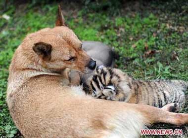 Cho me nuoi ho con hinh anh