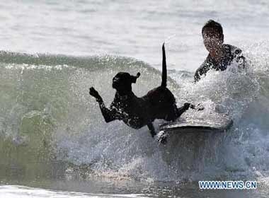 Cho noi tieng nho tai luot van hinh anh