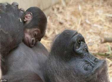 Xuc dong canh khi dot me nung con hinh anh