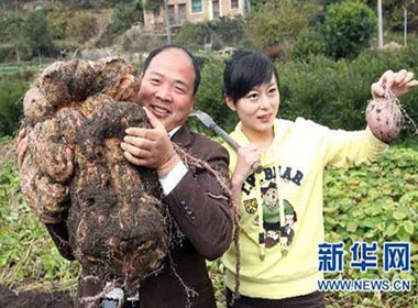 Cu khoai tay nang... 34kg hinh anh