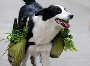 Chu cho co the di cho giup chu hang ngay hinh anh