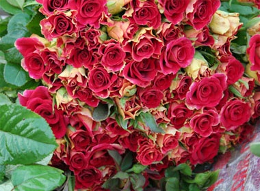 Diu dang hoa Ha Noi hinh anh