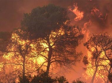 40 nhan vien an ninh chet chay o Israel hinh anh