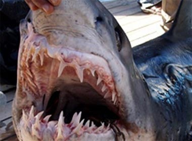 Mot phu nu thiet mang vi ca map Bien Do tan cong hinh anh