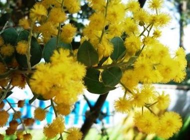 Da Lat vang ong sac hoa mimosa hinh anh