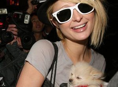Paris Hilton nhan nuoi cho o Las Vegas hinh anh