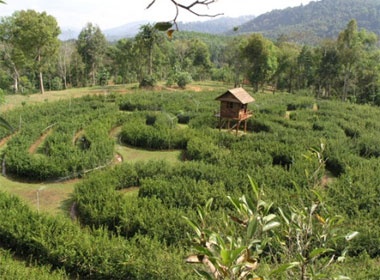 Cam trai, loi suoi bang rung Madagui hinh anh