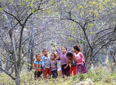 Cao nguyen Moc Chau ngap tran sac hoa ngay dau nam hinh anh