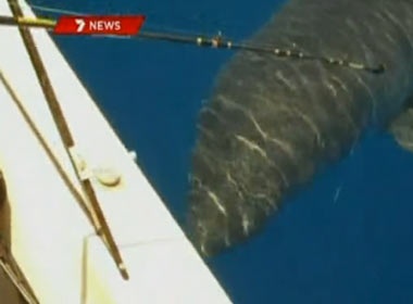 Clip ca map tan cong tau danh ca hinh anh