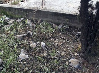 Hon 1.000 con chim chet o Italy hinh anh