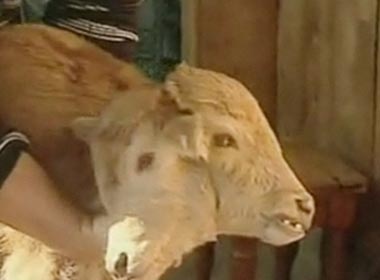 Video be 2 dau o Georgia hinh anh