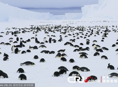 Chim canh cut chet hang loat o Nam Cuc hinh anh