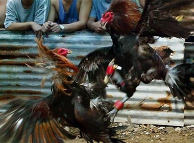 Ga choi da chet nguoi o My hinh anh