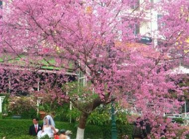 Mai anh dao no muon nhuom hong pho nui hinh anh