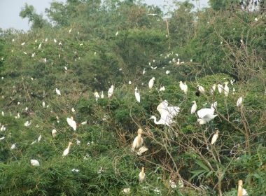 Buc tranh song dong o vuon co Bang Lang hinh anh