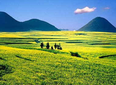 Bat ngan mua hoa cai vang tai Trung Quoc hinh anh