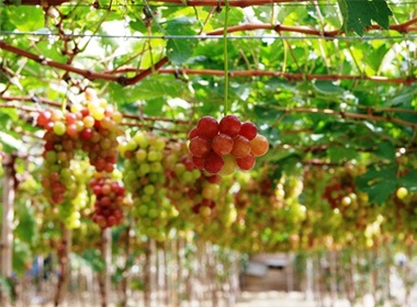 Den Phan Rang ngam ruong nho bat ngan hinh anh