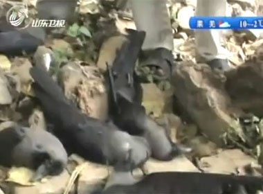 Clip chim chet hang loat o An Do hinh anh