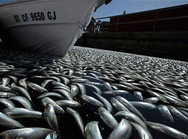 Hang trieu con ca chet bi an hinh anh