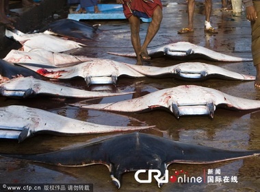 Loai ca duoi va nguy co doi dien voi an 'tu hinh' hinh anh