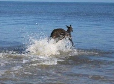 Chum anh Kangaroo tu tu gay xon xao the gioi mang hinh anh