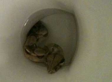 Con tran dai 2m trong bon cau hinh anh