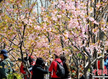 Thuong Hai khai mac mua hoa anh dao hinh anh