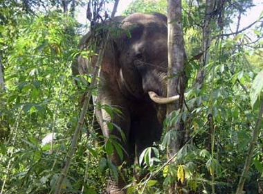 Canh bao dong dat, song than bang dong vat hoang da hinh anh