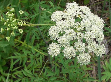 Nhung loai hoa dep ma cuc doc hinh anh