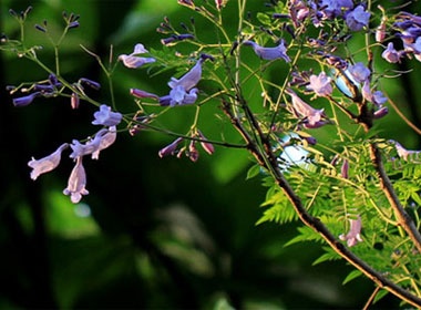 Phuong tim dep me hon giua long Ha Noi hinh anh