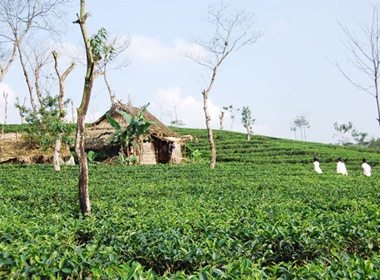 Doi che tho mong ben duong mon HCM hinh anh