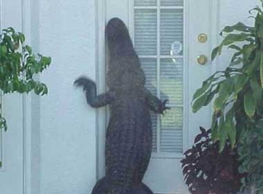 Nuoi ca sau trong nha bep de 'hut' phu nu hinh anh