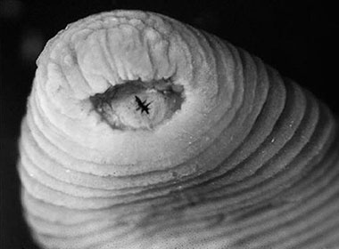 10 loai dong thuc vat moi duoc phat hien trong nam 2010 hinh anh