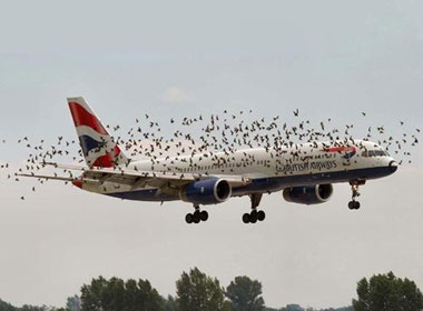 May bay ha canh khan cap vi bi chim tan cong hinh anh