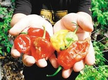 Giong ot cay nhat the gioi o Dai Loan hinh anh